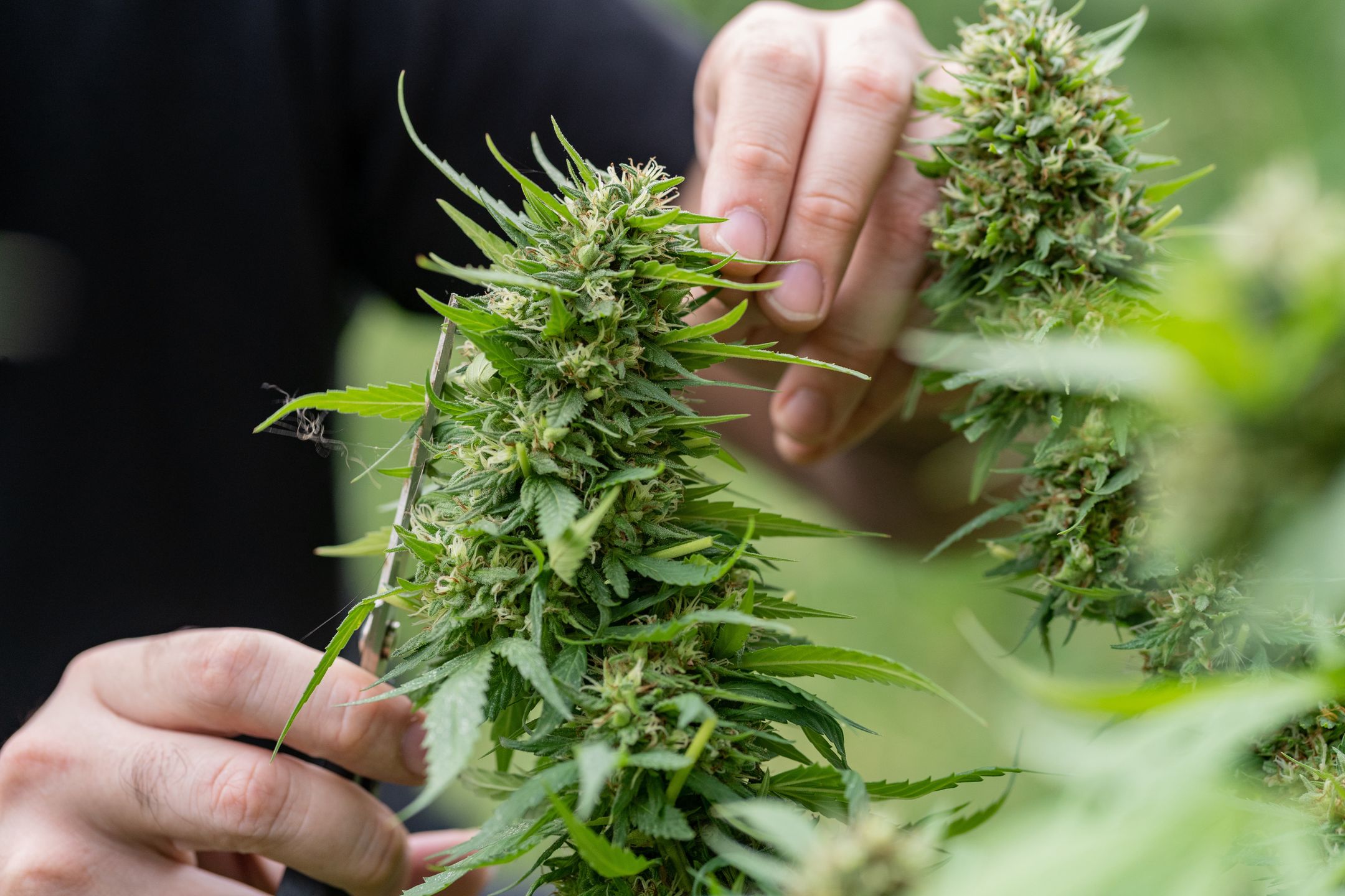 A man removes leaves or prune marijuana or cannabis plant with his hands and black scissors in a garden at home for medical reason. Home cultivation concept
Lorena Samponi
activism, agriculture, botany, bud, cannabis, cultivation, culture, drug, farm, flower, ganja, green, grow, growing, hand, harvest, health, hemp, herb, herbal, home cultivation, homemade, leaf, legal, legalization, marihuana, marijuana, medical, medicinal, medicine, nature, outdoor, personal use, plant, production, research, sativa, science, scissors, thc, weed, cannabis, cultivation, marijuana, bud, hand, prune, activism, agriculture, botany, culture, drug, farm, flower, ganja, green, grow, growing, harvest, health, hemp, herb, herbal, home cultivation, homemade, leaf, legal, legalization, marihuana, medical, medicinal, medicine, nature, outdoor, personal use, plant, production, research, sativa, science, scissors, thc, weed