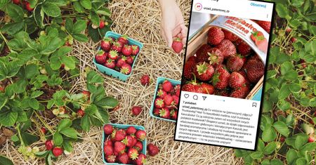 Wbrew pozorom to nie truskawka. Kaszubski owoc właśnie dostał na to patent