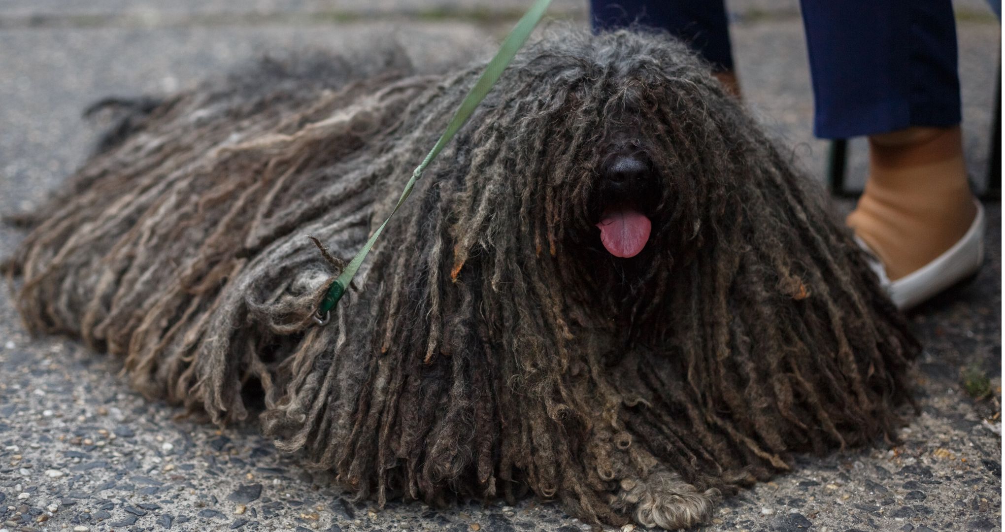 Komondor