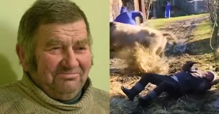 Poniesiony przez bydło na planie "Rolnicy. Podlasie". Jest reakcja stacji