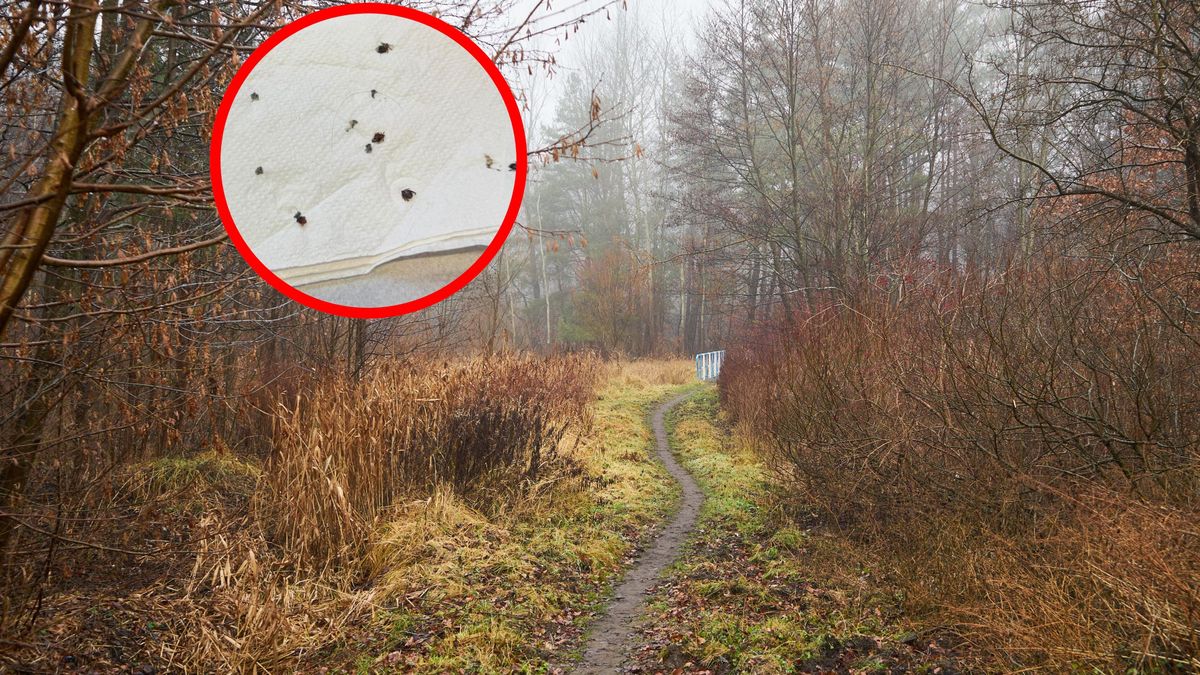 Internauci ostrzegają przed kleszczami