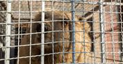 Ostatni mieszkańcy "najgorszego" zoo na świecie uwolnieni. Zdjęcia pokazują ich drogę do lepszego życia