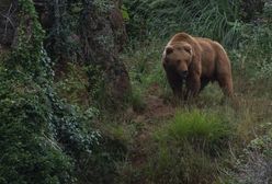 Niedźwiedzie w Małopolsce. Leśnicy ostrzegają turystów