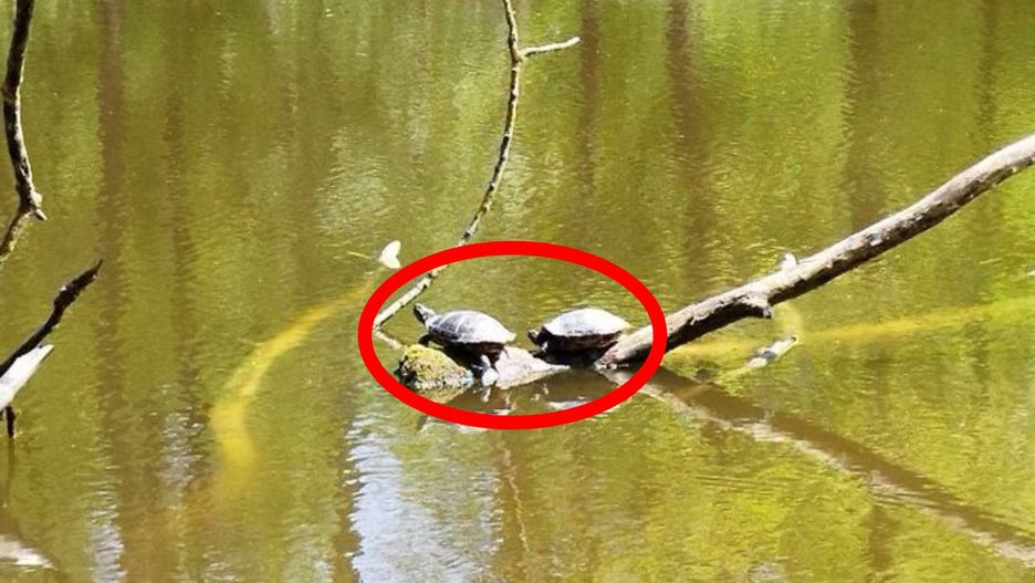 Żółwie na terenie Zalewu Zemborzyckiego w Lublinie