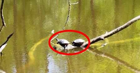 Turyści przecierają oczy. Plaga żółwi w zalewie