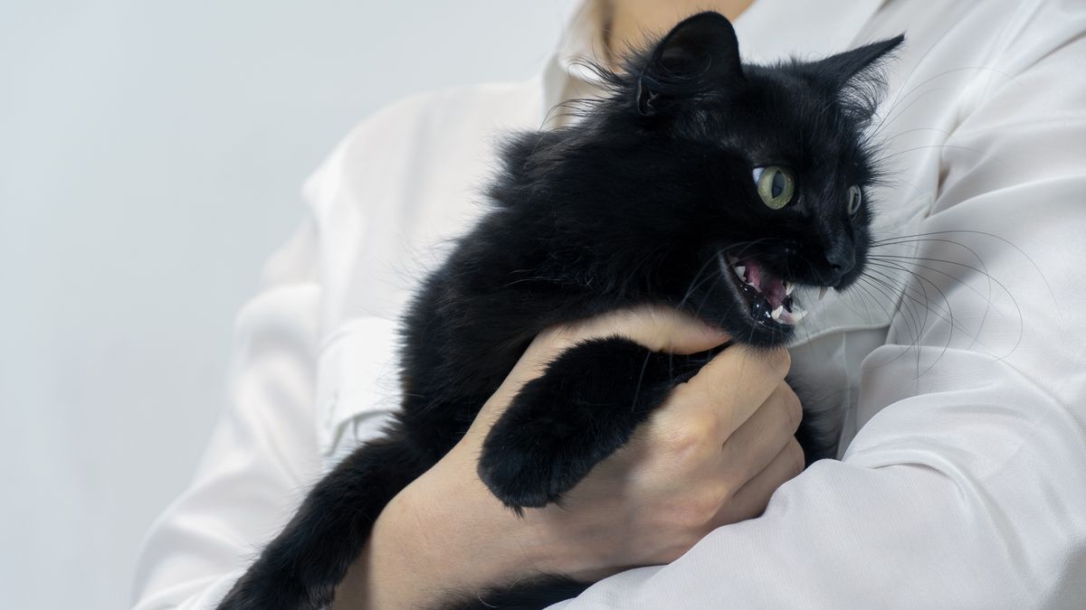 Problem z kotem nienawidzącym naszego chłopaka może być poważny