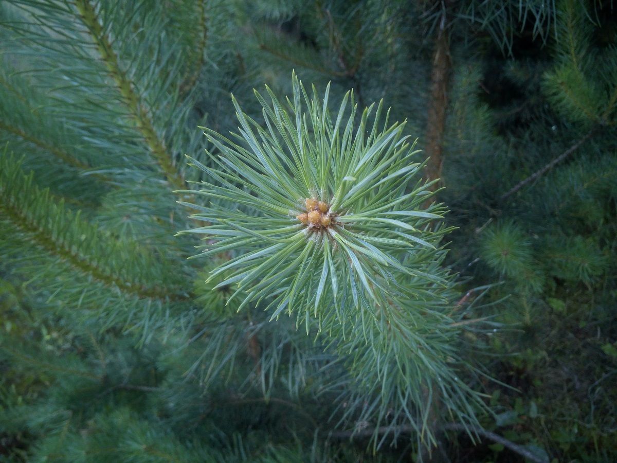 Archos 50 Saphir – test wytrzymałego kompana wakacyjnych wyjazdów 14