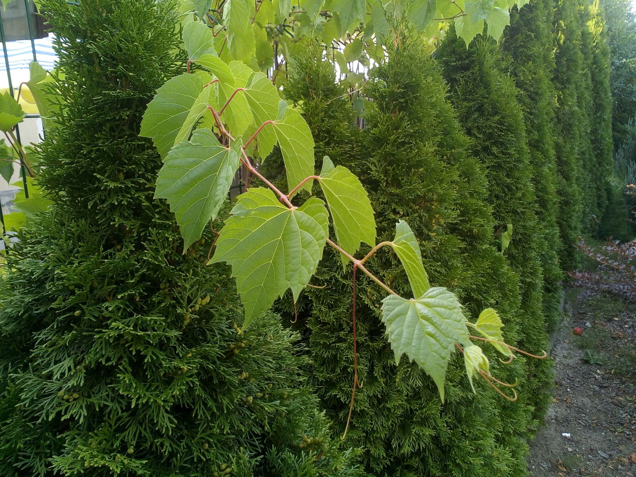 Podwórkowe widoki