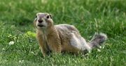 Internet w stylu retro: Gopher, czyli nostalgia za świstakami