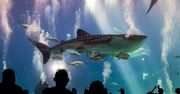 Grooveshark tuła się po świecie: wczoraj Wyspy Man, dziś Lichtenstein