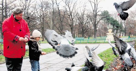 Łódzcy urzędnicy chcą antykoncepcji dla... gołębi