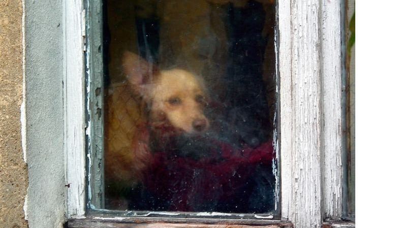 Podczas mrozów także psy w swarzędzkim schronisku potrzebują dachu nad głową