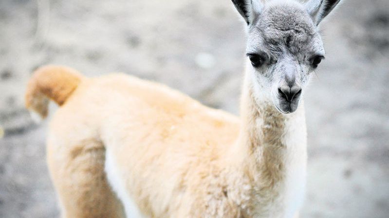 Mały gwanako ma dopiero dziesięć dni i już biega za mamą