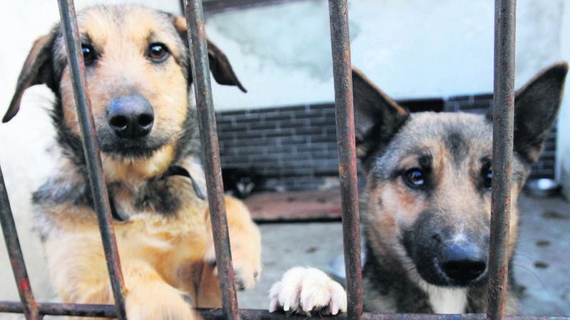 Obecnie w krakowskim schronisku przebywa 480 psów, a miejsc jest tylko 300