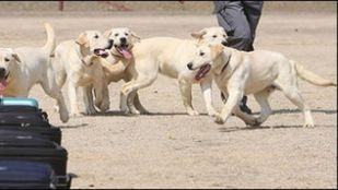 6 sklonowanych labradorów-celników 1