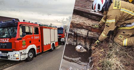 Pies wpadł do szamba. Błyskawiczna akcja ratunkowa