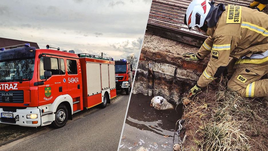 Strażacy pomogli psu, który wpadł do szamba
