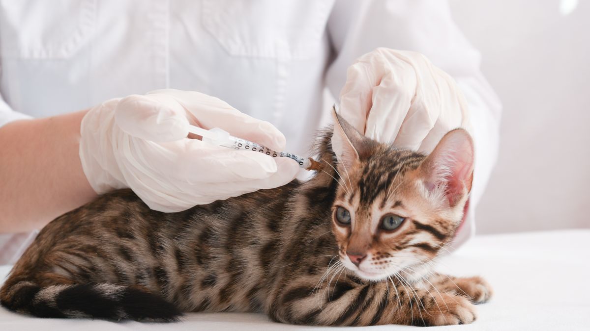 Już wkrótce koty mogą być szczepione na koronawirusa