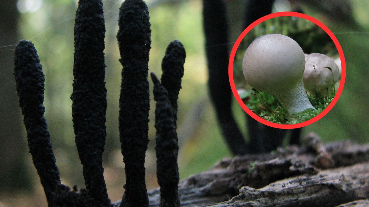 Niezwykłe grzyby na Podlasiu