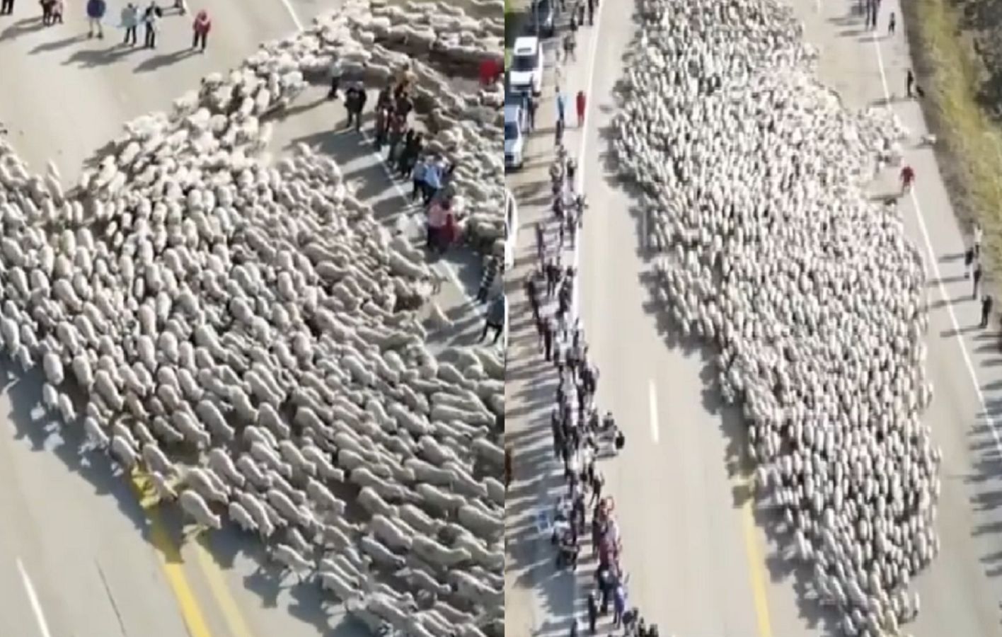 Ponad 2 tys. owiec. Niezwykłe widowisko w USA