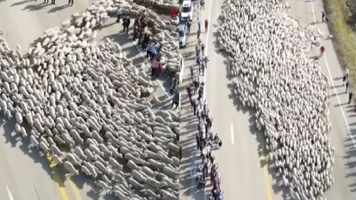 Owce przekraczają trasę.