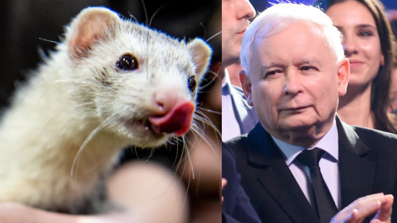 Piątka dla zwierząt przepadła w "zamrażarce"