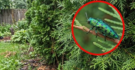 Prawdziwy pogromca tui i jałowców. Ten owad bezlitośnie zabija iglaki
