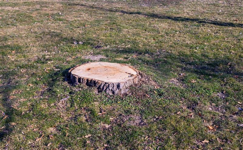 Jak usunąć pień drzewa?