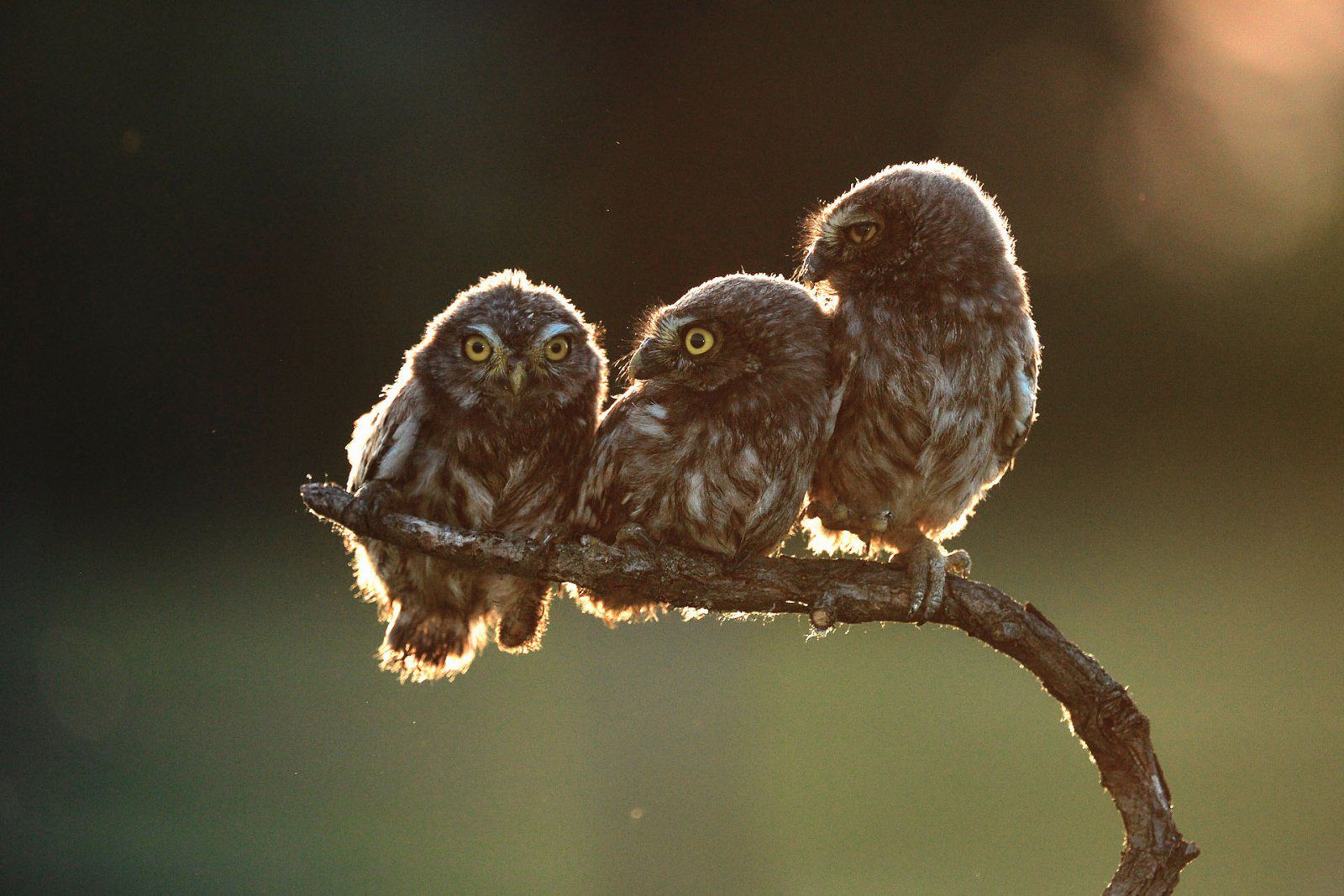 Znamy zwycięzców The Comedy Wildlife Photography Awards 2017. To najśmieszniejsze zdjęcia, jakie dzisiaj zobaczycie 2