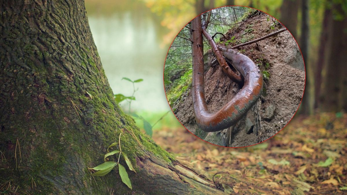 Niezwykły okaz drzewa na zdjęciu. Leśnik komentuje.