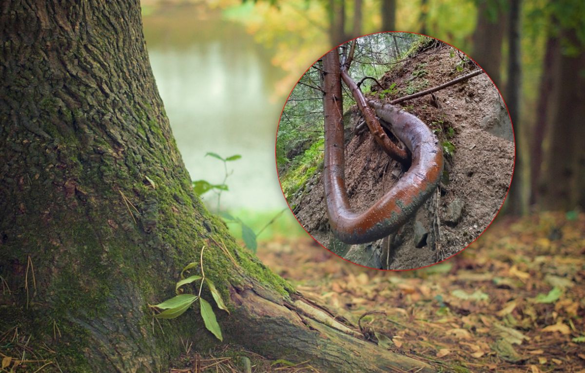 Natrafili na nie w górach. Ekspert: "Chęć przetrwania jest ogromna"