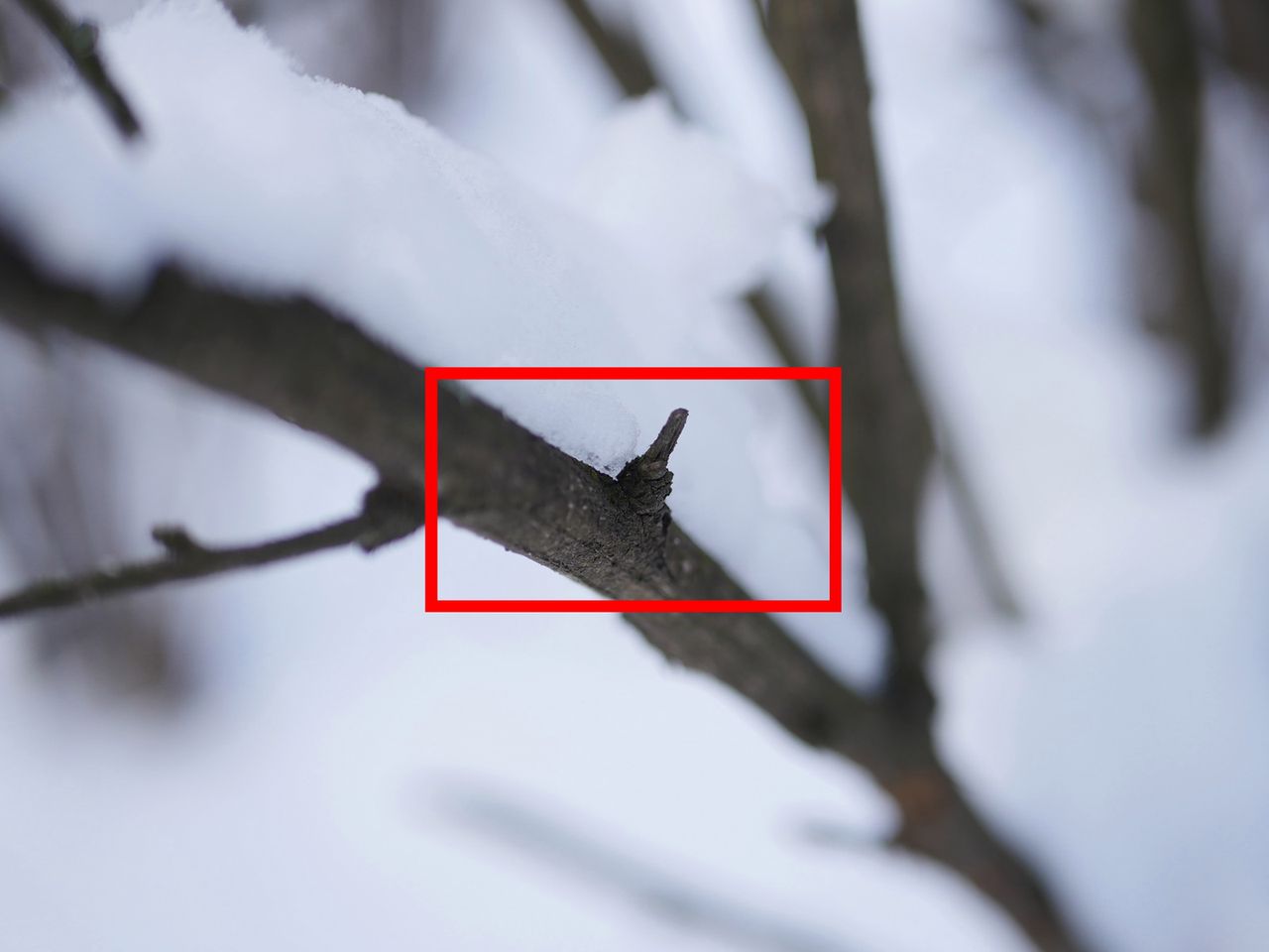 Kadr do oceny osiowej aberracji chromatycznej. Powiększenie wycinka poniżej.© Paweł Baldwin