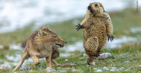 Najlepsze zdjęcia dzikiej przyrody - znamy zwycięzców Wildlife Photographer of the Year 2019