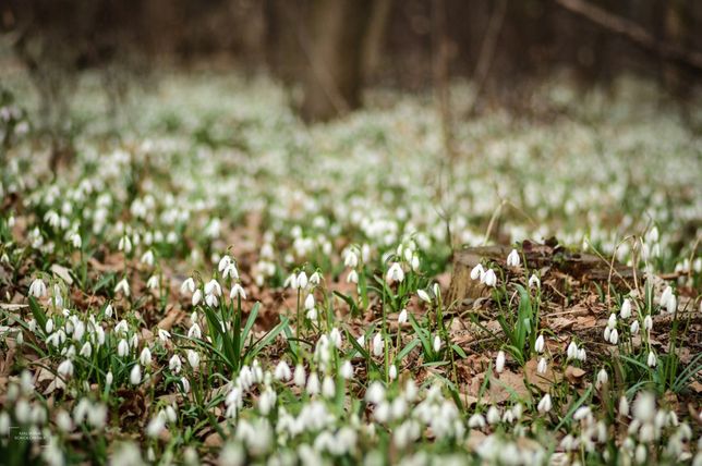 Przebiśniegi i śnieżyce wiosenne