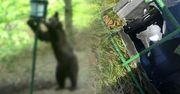 Chciał zjeść kukurydzę, zniszczył podajnik. Wszystko się nagrało