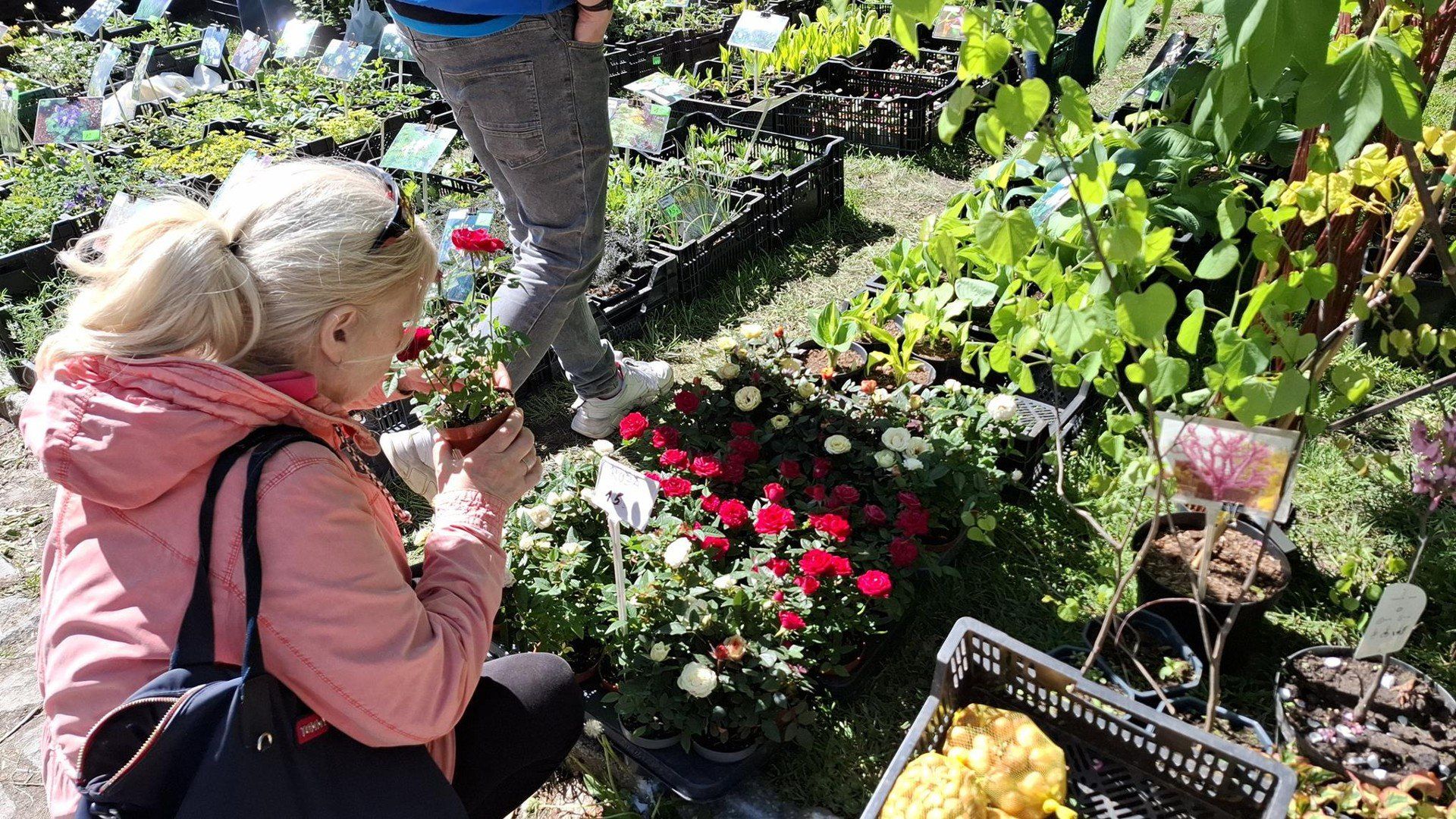 Kiermasz roślin na Partynicach