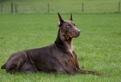 Zostawił psa w rozgrzanym aucie. Zapadł wyrok