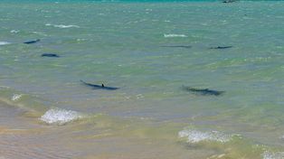 Tłumy zebrały się na plaży. Rekiny krążyły przy wyrzuconym na brzeg wielorybie