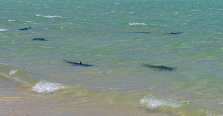 Tłumy zebrały się na plaży. Rekiny krążyły przy wyrzuconym na brzeg wielorybie