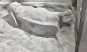 "Robię to z bólem serca". Dyrektor poznańskiego zoo pokazał nagranie ze słonicą