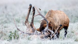 Brutalny atak jelenia na zdjęciu. Fotograf przestrzega turystów