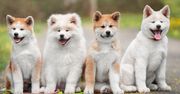Akita Inu – symbol lojalności i dumy Japonii