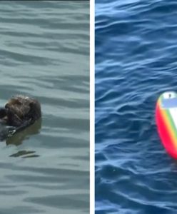 Wydra postrachem wśród surferów. Służby nie mogą jej złapać