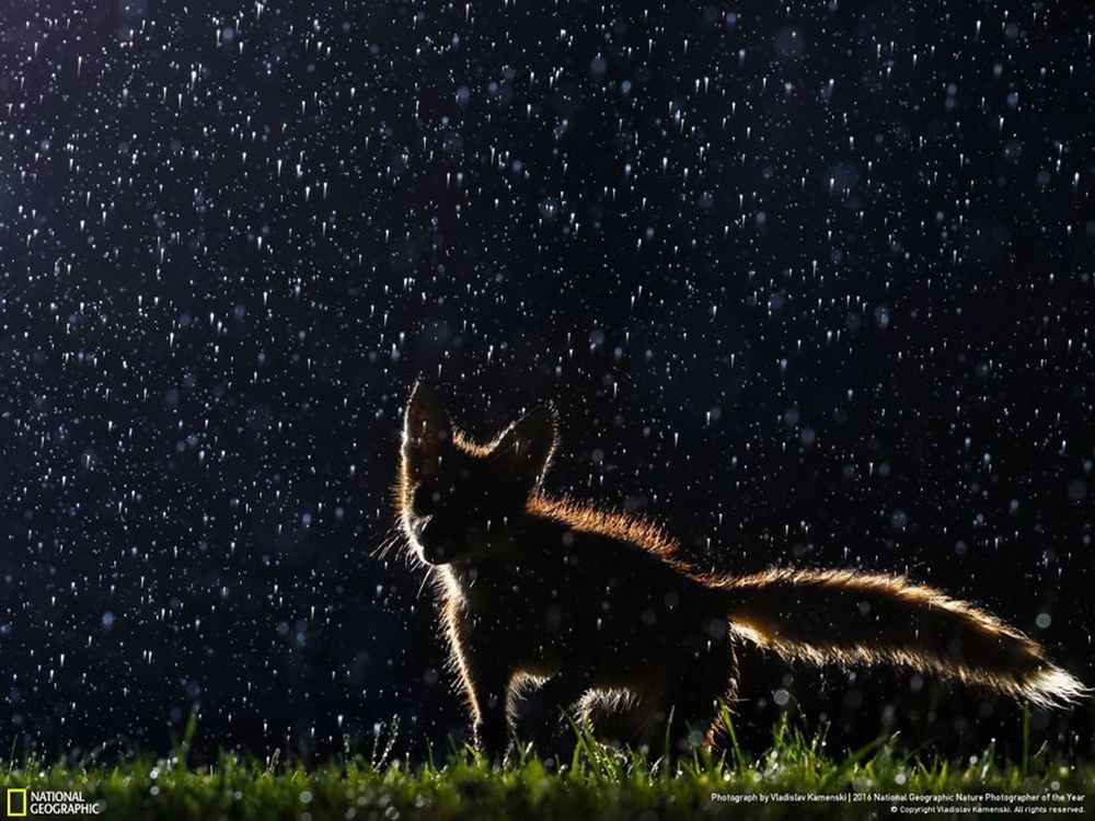 Fotografie natury, która nie przestaje zachwycać. Oto finałowe prace konkursu National Geographic Nature Photographer of the Year 2016 11