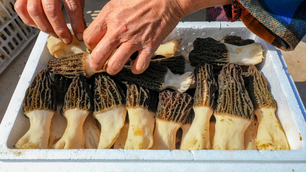 Rusza sezon na smardze