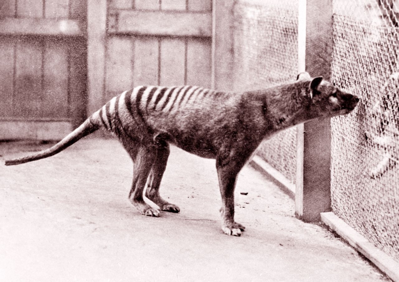 Scientists one step closer to recreating the Tasmanian tiger.