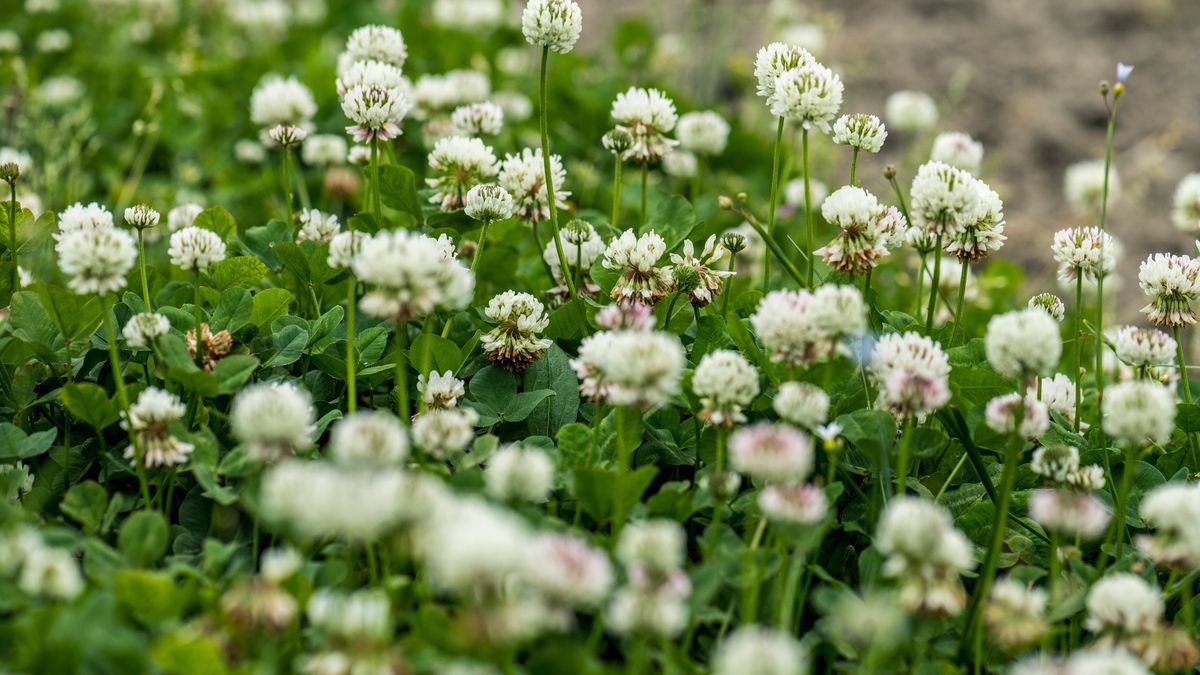 White clover (Trifolium repens L.)
LITTLE DINOSAUR