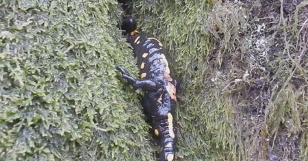 Nagranie z Polski. Nigdy jej nie dotykaj. Leśnicy ostrzegają