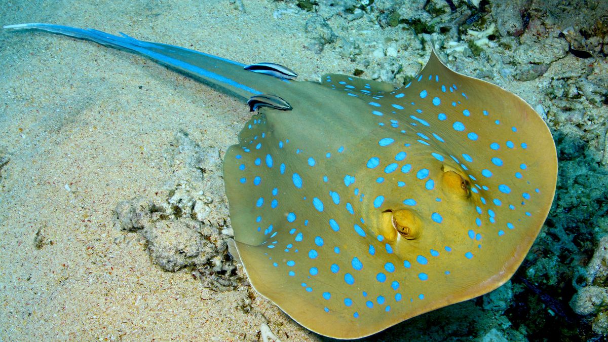 Krzyżówka o największych rybach na świecie