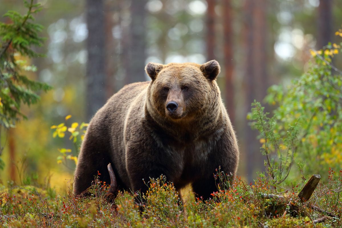Niedźwiedź brunatny (zdjęcie ilustracyjne)